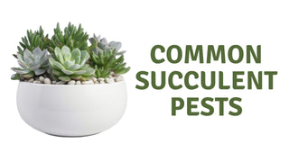 Common Succulent Pests