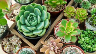 Unboxing Mailed Succulents
