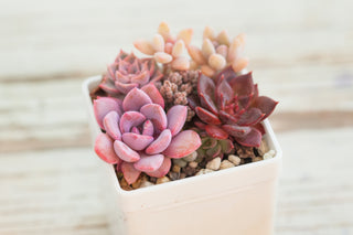 Succulents