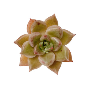 Echeveria Arje