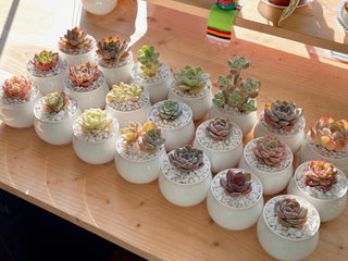 White Pot Succulent Arrangement