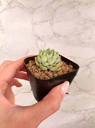 Echeveria Macadamia
