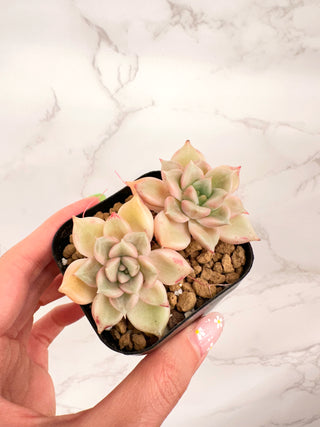 Echeveria Arje