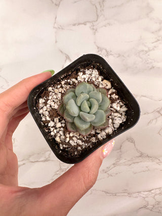 Pachyveria Ice Cream