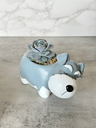 Schnauzer Pot