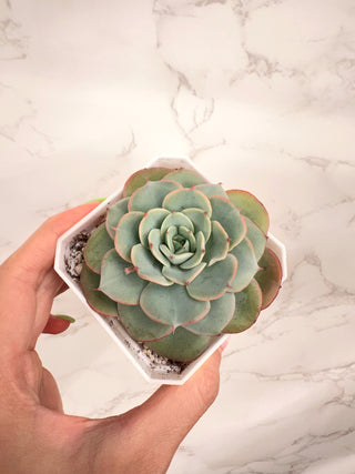 Echeveria Atlantis