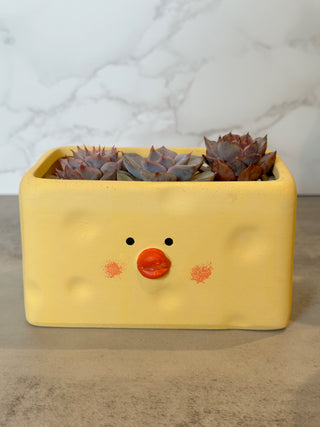 Rectangle Cheesy Chick Pot Arrangement