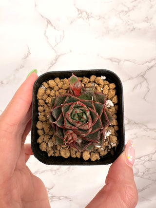 Echeveria cv Shamrock