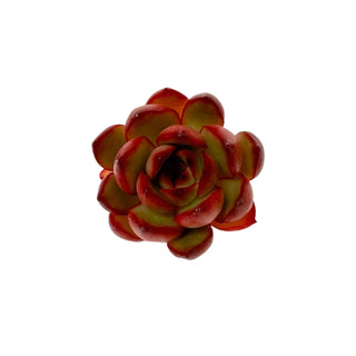 Echeveria agavoides Prolifera