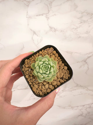 Echeveria Macadamia