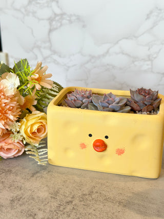 Rectangle Cheesy Chick Pot Arrangement