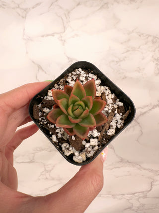 Echeveria Puli-Lindsayana