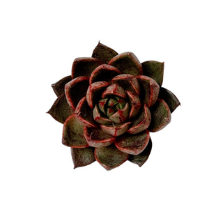 Echeveria cv Shamrock
