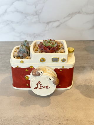 Camera with Baby Hedgehogs