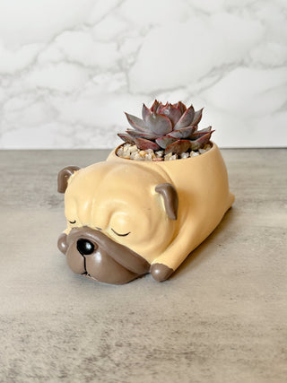 Pug Pot