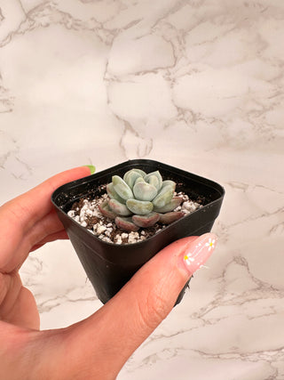 Pachyveria Ice Cream