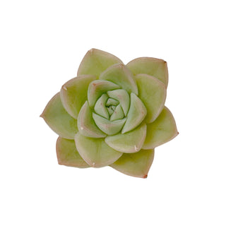 Echeveria Moon Fairy