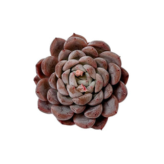 Echeveria Girba Rose