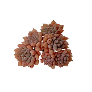 Echeveria Chrissy n Ryan