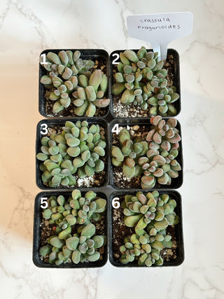 Crassula Fragarioides