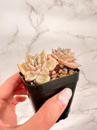 Echeveria Arje