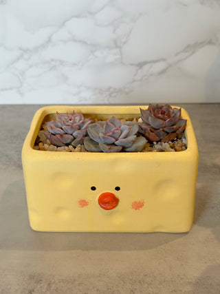 Rectangle Cheesy Chick Pot Arrangement