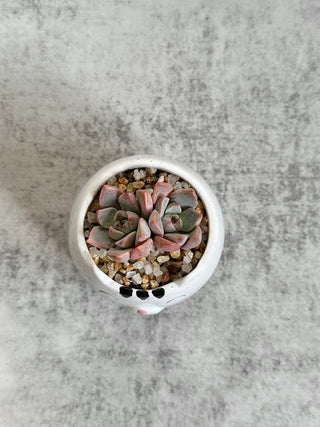 Cute Animal Pot Succulent Arrangement