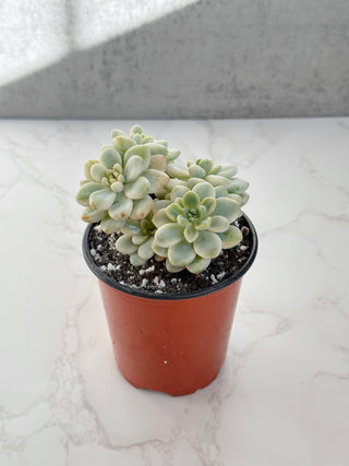 Sedum Clavatum Variegated