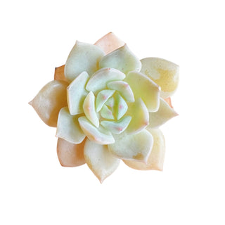 Echeveria Cuspidata
