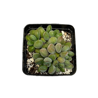 Crassula Fragarioides
