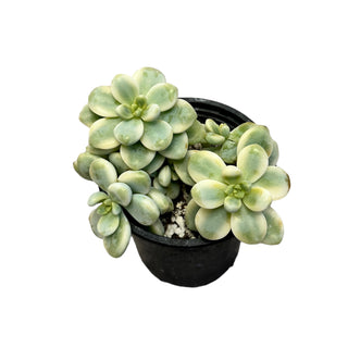 Sedum Clavatum Variegated
