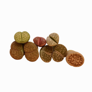 Lithops