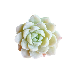 Echeveria Hughmillus