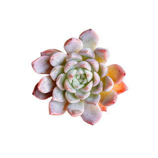 Echeveria Girba Rose