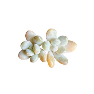 Pachyveria Muelleri