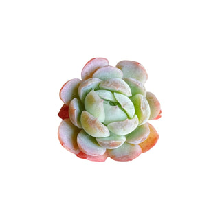 Echeveria Lemon Berry