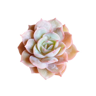 Echeveria cv Onslow