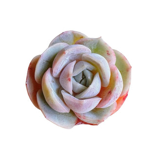 Echeveria Blue Surprise